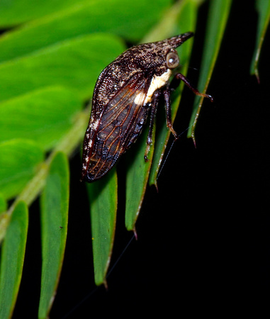 Leafhopper