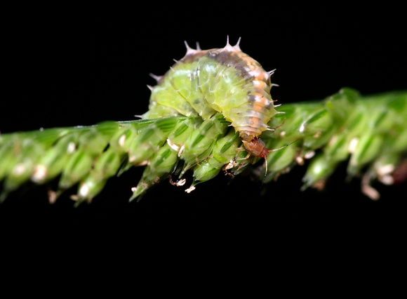 Caterpillar with Bug