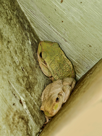 Cuban Tree Frog, Rana Arborícola Cubana