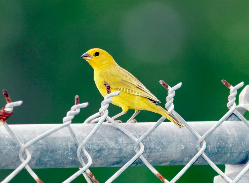 Puerto Rico Wildlife: Alfredo Colón | Saffron Finch, Pinzón Azafrán