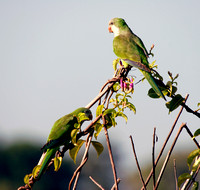 Monk Parakeet, Perico Monje