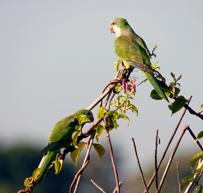 Puerto Rico Wildlife: Alfredo Colón | Monk Parakeet, Perico Monje