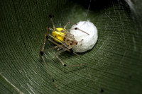 Theridion ricense
