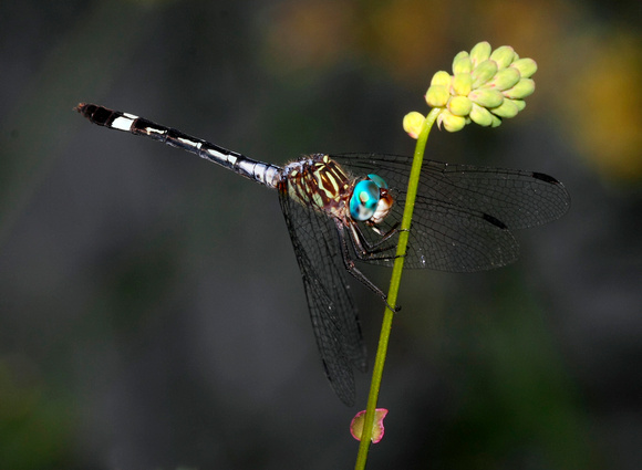 Dragonfly, Possible Three-striped Dasher