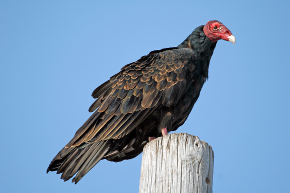 Turkey Vulture, Aura Tiñosa