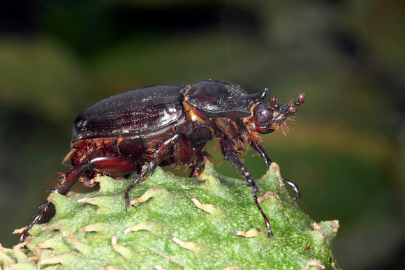 Puerto Rican Rhinoceros Beetle