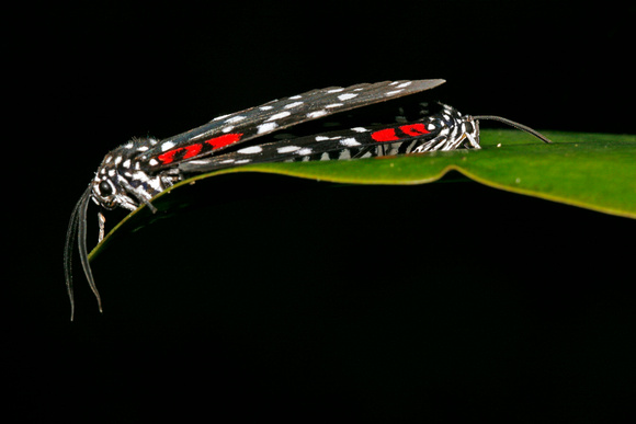 Butterflies Mating, Mariposas en Reproducción
