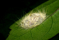 Insect "nest"