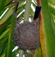 Puerto Rican Oriole Nest, Nido de Calandria