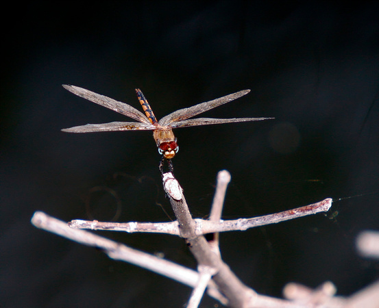 Dragonfly, Libéluba