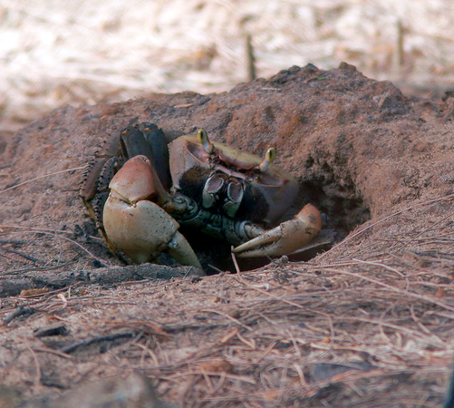 Land Crab, Cangrejo