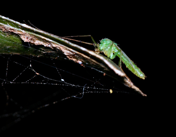 Green Fly/Tipulidae ?