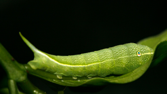 Caterpillar, Oruga