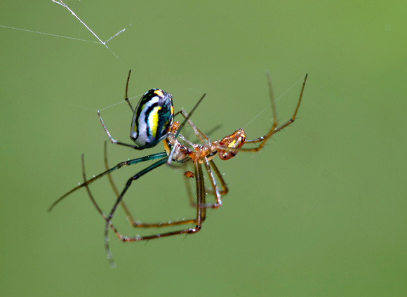 Mating Spiders