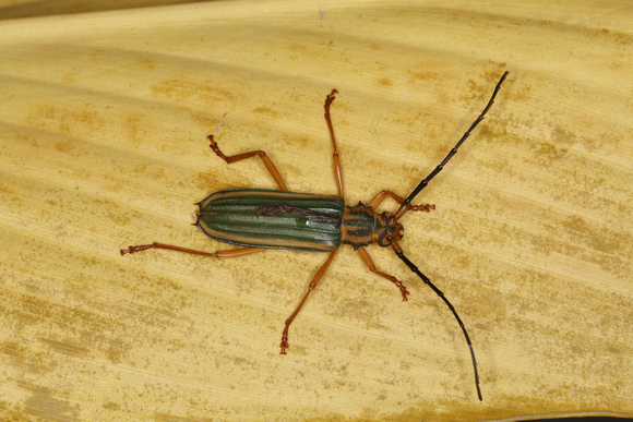 Cerambycidae, Long-horned Beetle