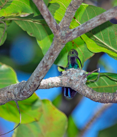 Green-throated Carib, Zumbador de Pehco Azul
