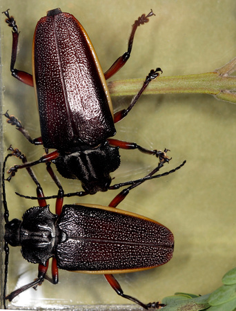 Long-horned Beetles