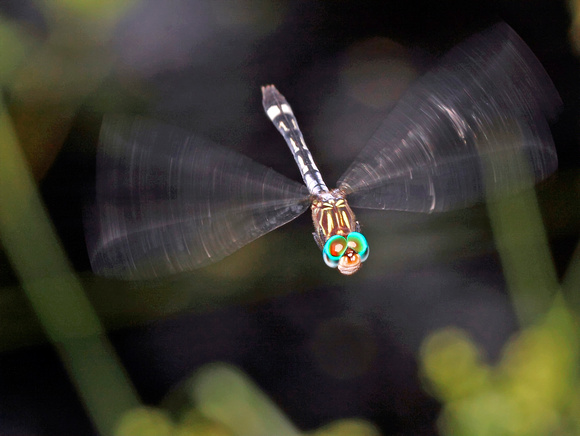 Flying Dragonfly, Possible Three-striped Dasher