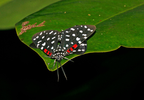 Butterflies Mating, Mariposas en Reproducción