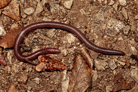 Amphisbaena xera, Common Blind Snake or_Puerto Rican dryland worm lizard