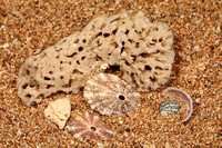 Shells, Sargassum Seaweed and other beach shore items