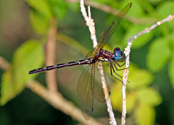 Dragonfly, Antillean Sylph