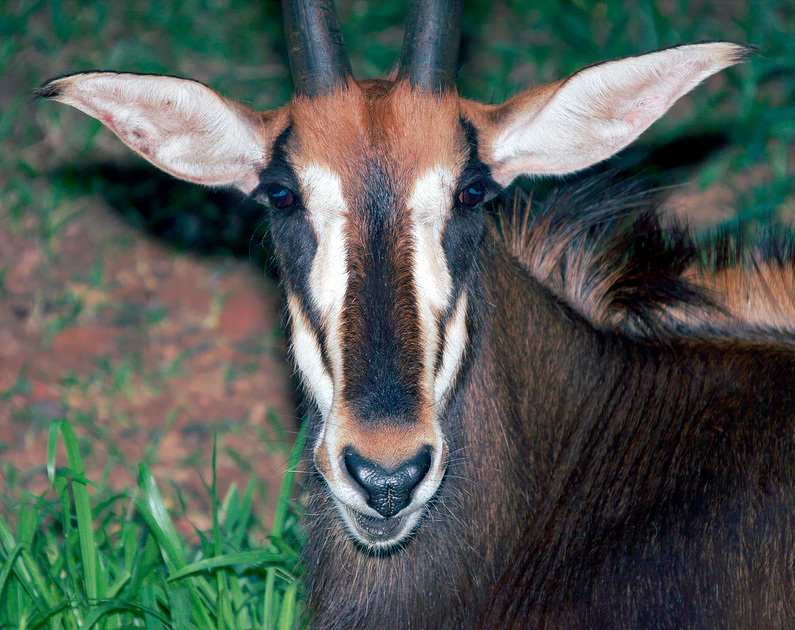 puerto-rico-wildlife-alfredo-col-n-captive-domesticated-or-zoo