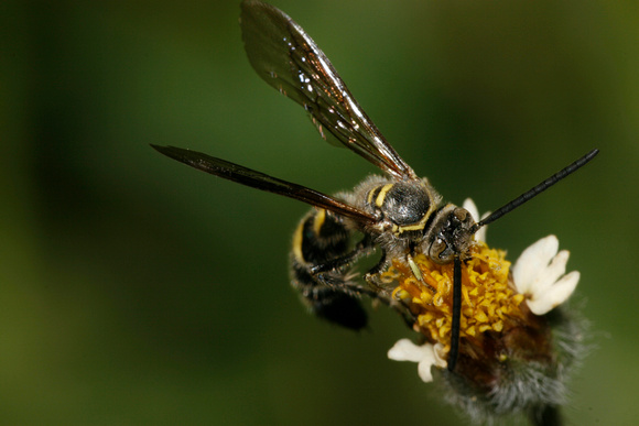 Wasp, Avispa