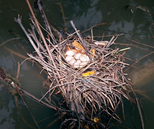 Common Moorhen Nesting, Gallareta Anidada