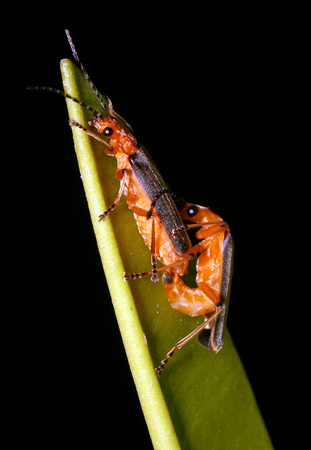 Mating Insects