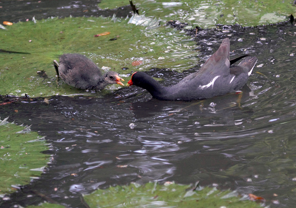 Common Moohen Feeding Chick