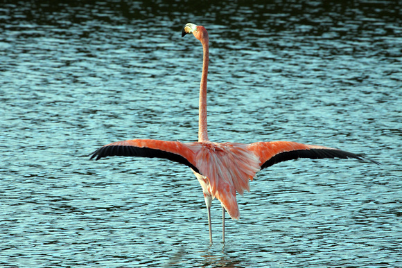 Greater Flamingo, Flamenco Mayor