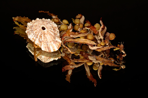 Shells and Sargassum Seaweed