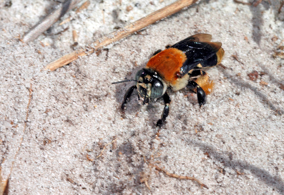 Apid Bee
