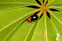 Flea-beetle, Chrisomelidae.