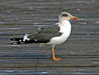 Adult Lesser Black-backed Gull, Gaviota Sombría