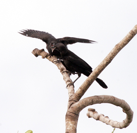 Greater Antillean Grackle feeding Young, Chango