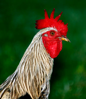 Common Rooster