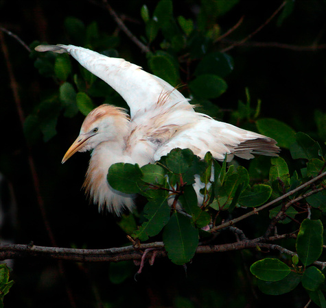 Cattlle Egret, Garza Ganadera