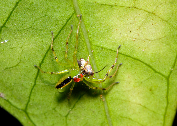 Feeding Jumping Spider