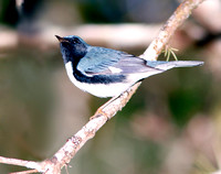 Black-throated Blue Warbler, Reinita Azul