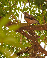 Broad-winged Hawk, Guaraguao de Bosque
