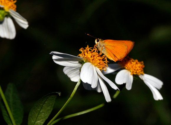 Skipper Butterfly, Mariposa