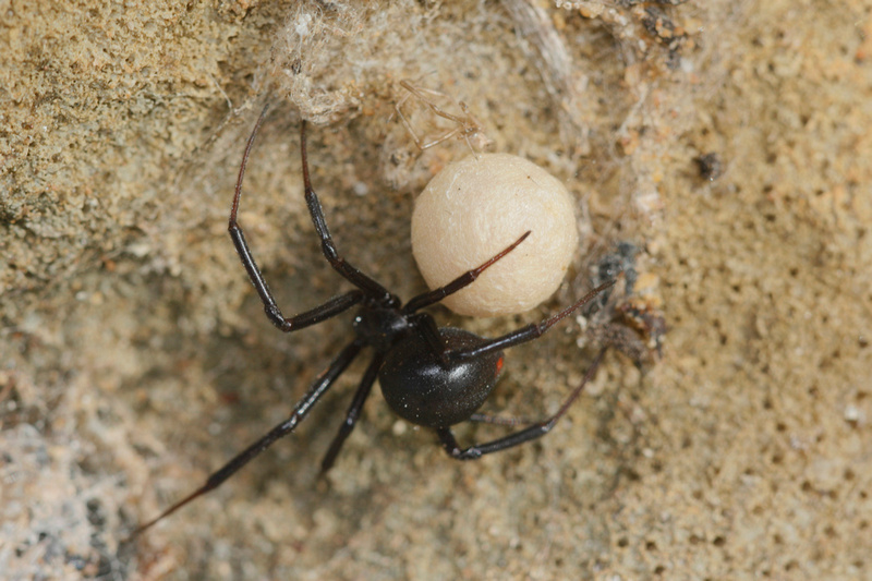 Puerto Rico Wildlife: Alfredo Colón | Black Widows Spiders, Viudas ...