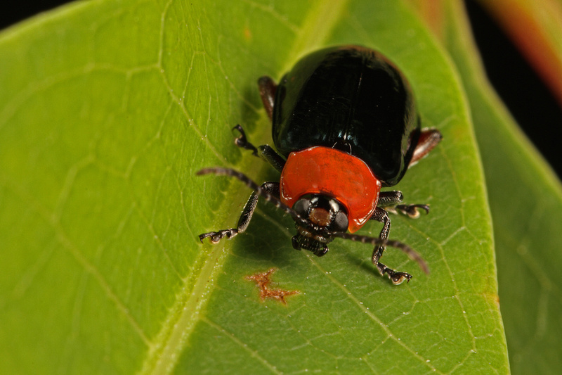 Puerto Rico Wildlife: Alfredo Colón | Flea-beetle, Chrisomelidae.