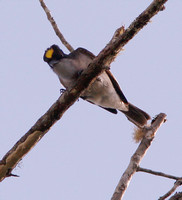 Puerto Rican Loggerhead Kingbird, Clérigo
