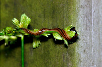 Hammerhead Worm/Broadhead planaria, Bipalium kewense moseley.