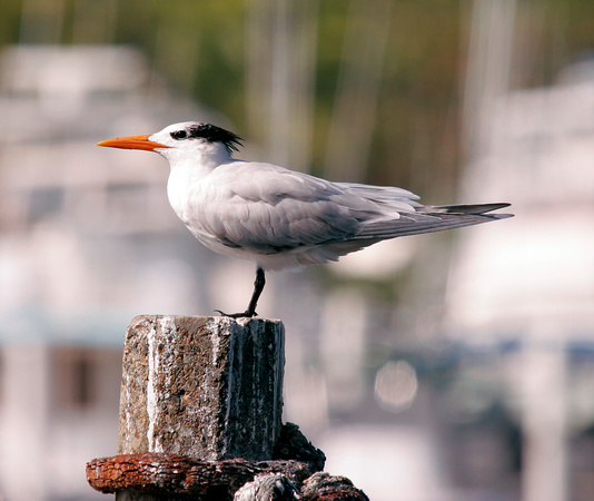 Royal Tern, Charrán Real