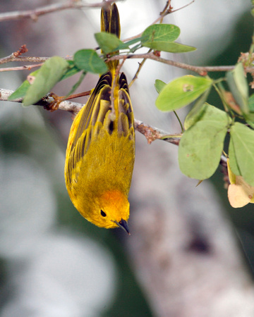 Yellow Warbler, Canario de Mangle