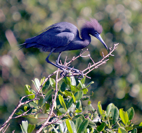 Little Blue Heron, Garza Azul